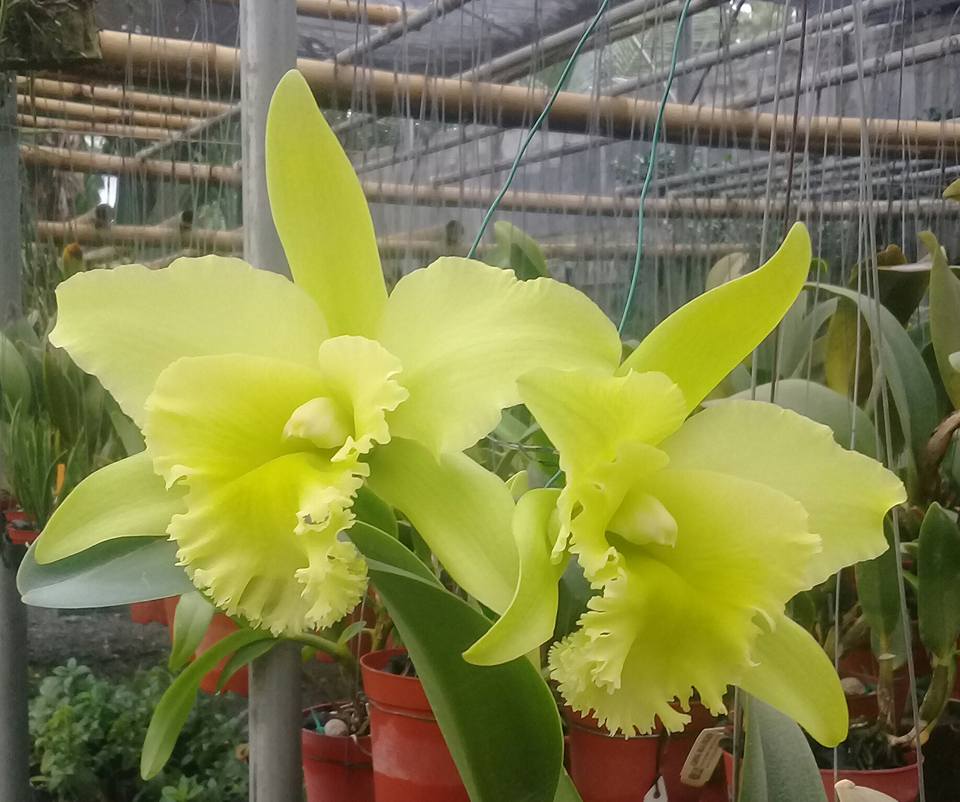 MEM. HELEN BROWN X PARADISE