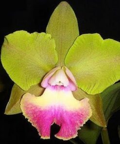 BLC. CROWFIELD MENDENHAL
