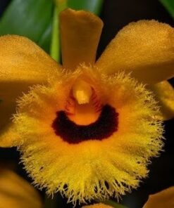 DENDROBIUM FIMBRIATUM ADULTO