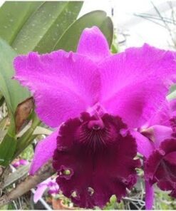 LC. JOÃO PAULO FONTES “EXTRA” X BLC. CHINA LADY “ORCHIS” PRE ADULTA