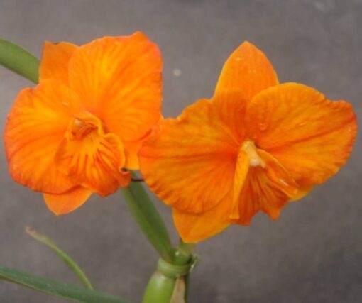 POT. LUNA JAUNE X SLC. CANDY BALL PRE ADULTA