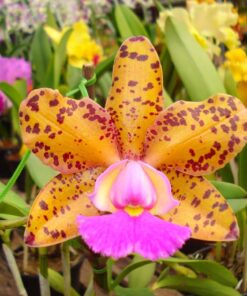 C. AMIGO ANIEL CARNIER X BLC. WAIANAE LEOPARD “CHING–HUA” CORTE ADULTO