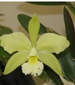 BLC. GOLDEN SQUARE GREEN ANGEL X BLC CHUNYEAH#17 - CORTE ADULTO