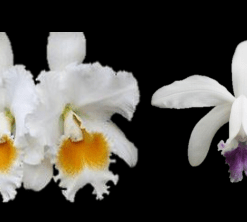 RUTH GEE X INTERMEDIA AQUINII COERULEA  PRÉ ADULTA