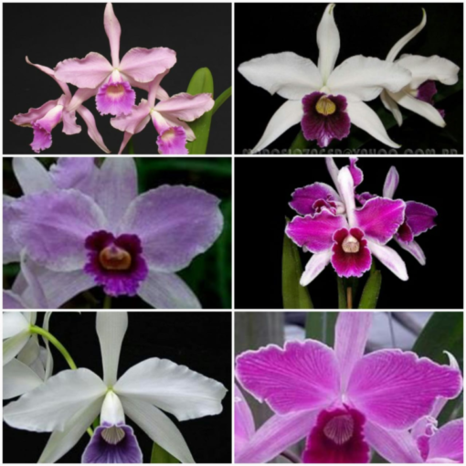 LAELIA PURPURATA MISTA 1 UNIDADE - CORTE ADULTO