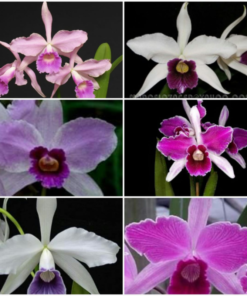 LAELIA PURPURATA MISTA 1 UNIDADE ADULTA