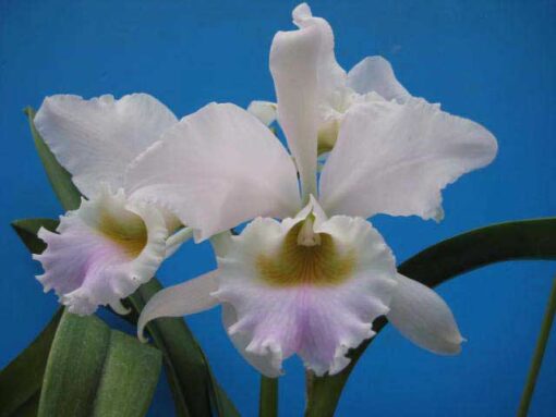 C. LABIATA AMESIANA - CORTE ADULTO