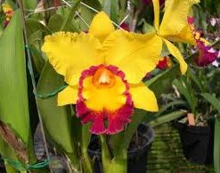 BLC.CHUNYEAH x HOLMES MENDENHAL  PRÉ ADULTA