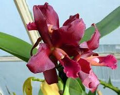 SLC. INDIA ROSE SHERWOOD KILLANI  PRÉ ADULTA