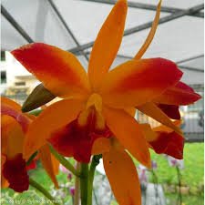 BLC TROPICAL TRICK MACHADO - CORTE ADULTO