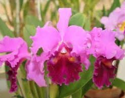 LC DRUMBEAT 'HERITAGE' X BLC. AMY WAKASUGI YAMANASHI ADULTA