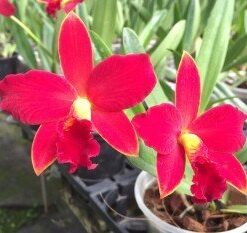 ORQUIDACEAS 1? AMOR  PRÉ ADULTA