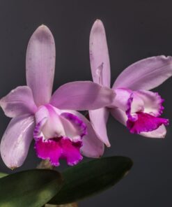 C. INTERMEDIA X C. SKINNERI MUDA 5 A 10 CM