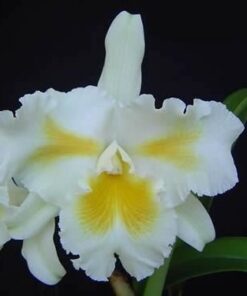 BLC. ISLAND CHAYN `BLUMEN INSEL´ ADULTA