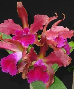 C. ISSY COERULEA X PURPURATA MUDA
