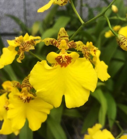 ONCIDIUM ALOHA IWANAGA MUDA