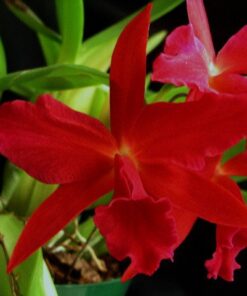 JEWEL BOX DARK WATERS  PRÉ ADULTA
