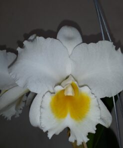 C. FRANCIS “TC AU” X BLC. CHIAN TZY LASS "HOSAI" PRE ADULTA