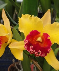 MAGIC MEADOW X KARBELA BEAUTY CANARY ADULTA