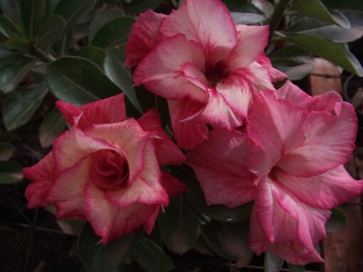 ROSA DO DESERTO TS 16