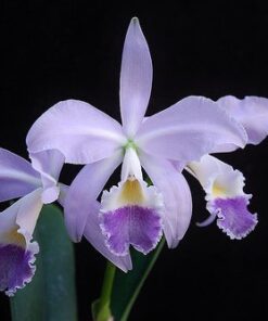 C. LABIATA COERULEA MUDA