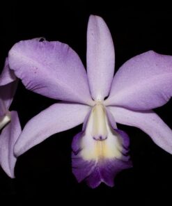 C. LABIATA X PARISAT COERULEA MUDA 5 A 10 CM