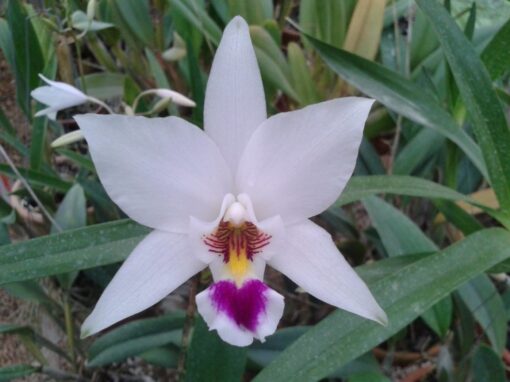 CATLEYA ANCEPSIS SEMI ALBA  ADULTO