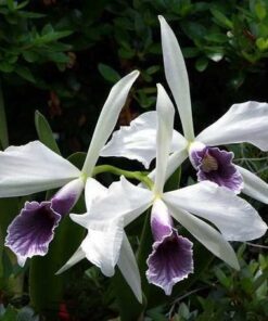 BLC. PURPURATA WERKHAUSERI X GASKELIANA COERULEA - CORTE ADULTO