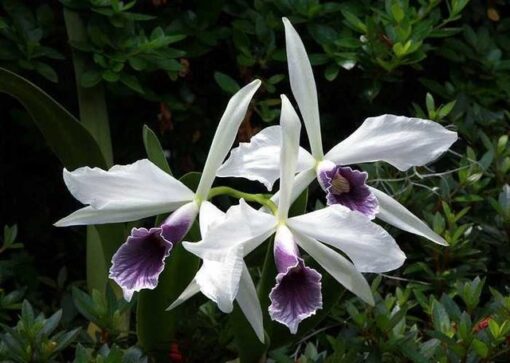 L. PURPURATA “WERKAUESERII” X C. GASKELIANA “COERULEA” CORTE ADULTO