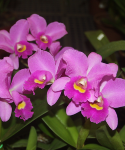 LC. ANNA REIS `WINTERFELD´ ADULTA