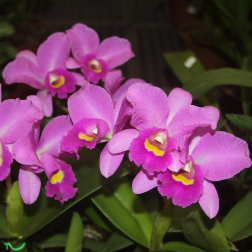 LC. ANNA REIS `WINTERFELD´ ADULTA