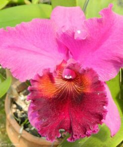 C. BEAUFORT X POT. LOVE PASSION “ORANGE BIRD” CORTE ADULTO