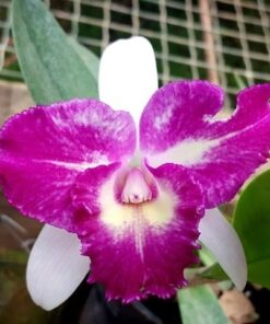 LC. NICE HOLIDAY SUNTOPIA ADULTA