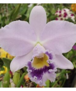 LA COERULEA X HIBRIDA PRÉ ADULTA