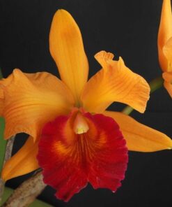 LC. CREPPE SUZETTE X BLC. GOLDENZELLE ADULTA