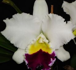LC MILDRED RIVES  X LC MIKKIE NAGATA ADULTA