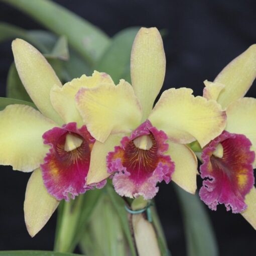 BLC. ORGLADES ROYAL LADY ROMAN HOLIDAY X OWEN HOLMES PONKAN MUDA