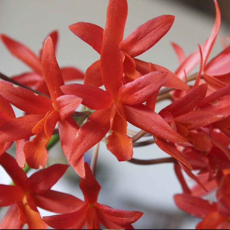 SLC. LOVE DRESLY X TRICK OR TREAT ADULTA