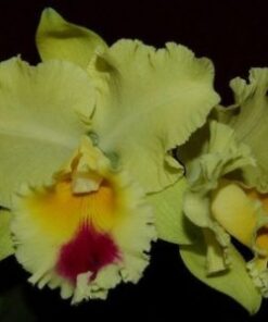 BLC. GOLDENZELLE LEMON CHIFFON ADULTA