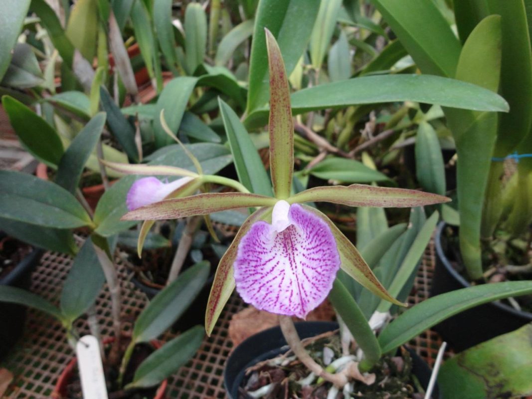 C. LEOPOLDI X BRASSAVOLA NODOSA - CORTE ADULTO
