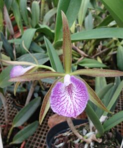 C. LEOPOLDI  X BRASSAVOLA NODOSA ADULTA