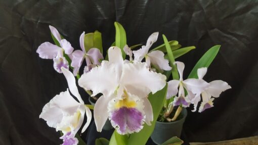 LABIATA COERULEA ADULTA