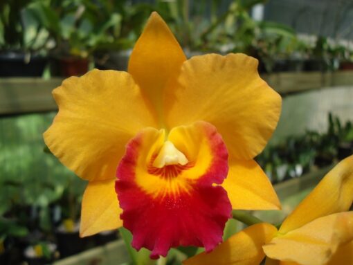POT. LOVE CALL "TROPICAL QUEEN"  PRÉ ADULTA