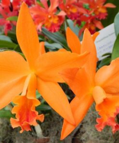 BLC. LOVE PASSION X SELF  PRÉ ADULTA