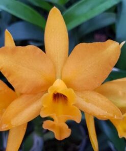 LOVE PASSION ORANGE   PRÉ ADULTA