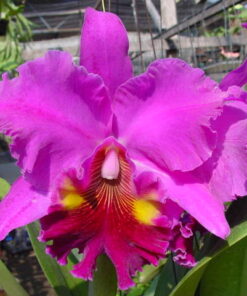 BLC. LUCKY STRIKE LADDALAN   PRÉ ADULTA