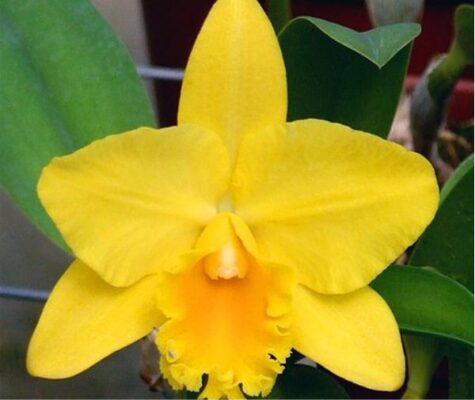 LUNA JAUNE CELEBRATION - PRÉ ADULTA