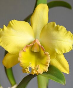 BLC. MALWORTH - CORTE ADULTO