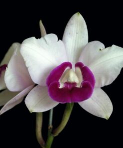 INTERMEDIA MARGINATA ADULTA