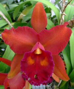 BLC. EVE MARIE BARNETT MAGNIFICENT ADULTA